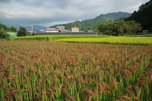 Rice fields Japan