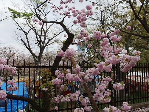 Cherry Blossom in Osaka Japan