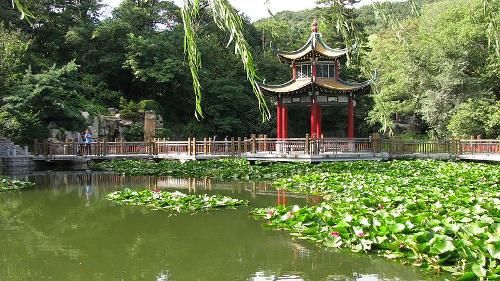 Lotus pond Japan
