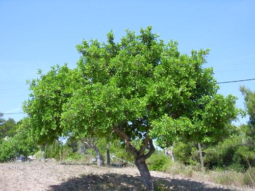 Carob Tree Kalymnos