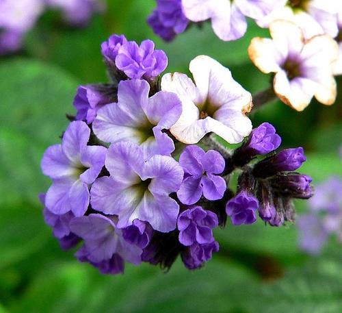 Heliotrope, Kalymnos