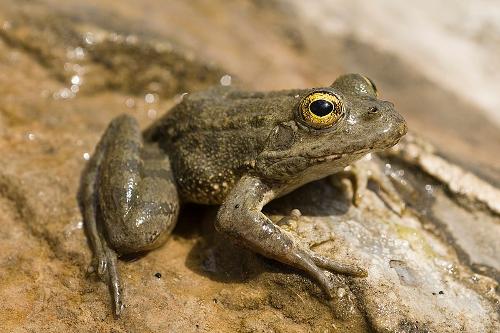 Karpathos Lake Frog