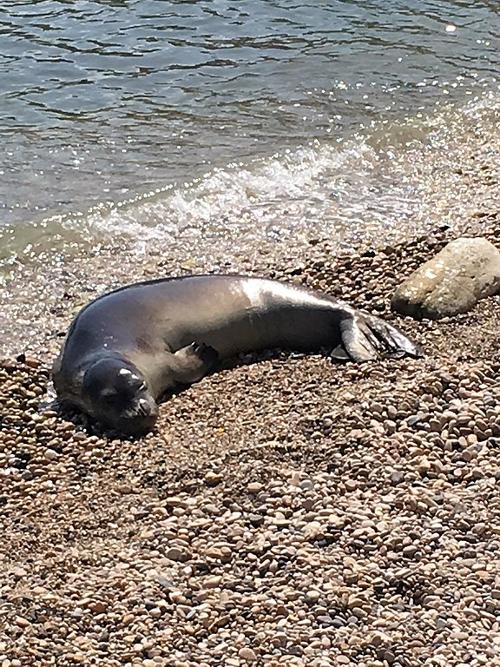 Monk Seal, Karpathos