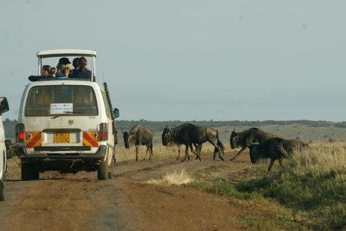 Tourists drive through the Masaai Mara viewing wildebeests