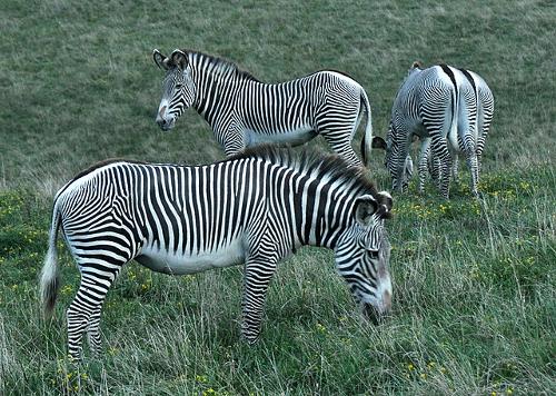 Group of Grevy's zebras, Kenya 