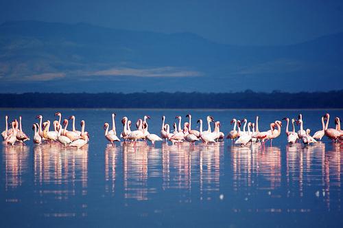 Flamingos in Lake Nakuru, Kenya