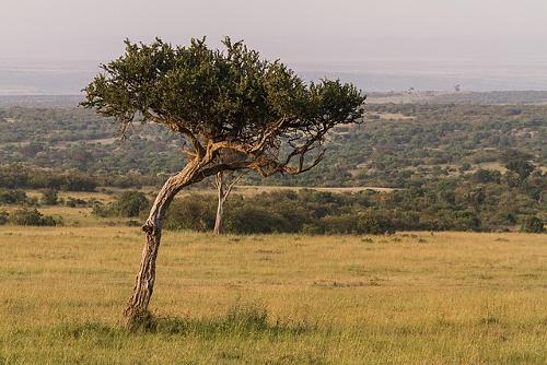 Acacia, national tree of Kenya