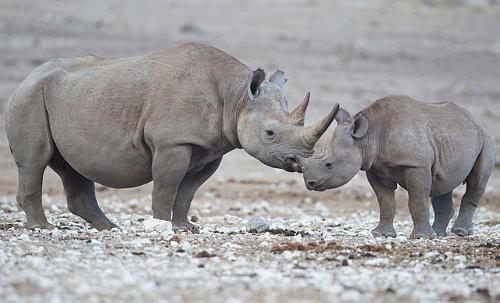 Black or point lipped rhinoceros, Kenya