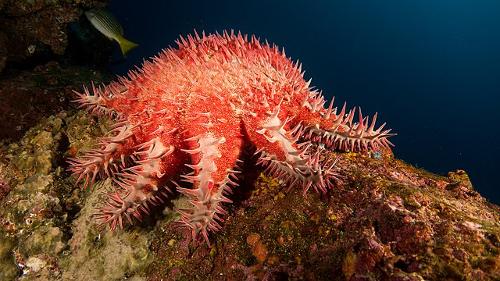 Kenya, crown of thorns, a kind of starfish