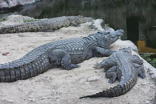 Crocodiles, Mamba Village, Mombasa, Kenya