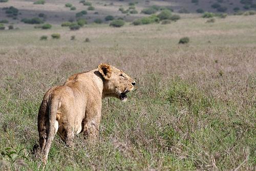 Lion in Nairobu National Park, Kenya