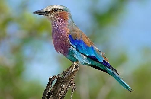 Lilac-breasted roller, national bird of Kenya