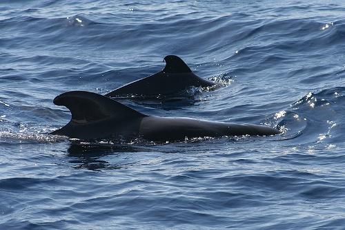 Whalewatching, La gomera