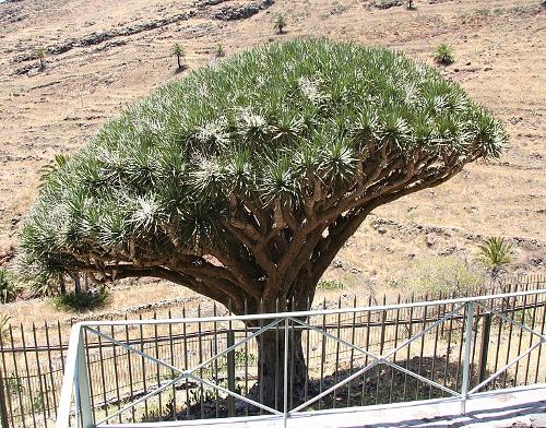 Drago de Agalan, La Gomera