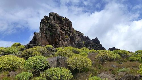 Vegetation La Gomera