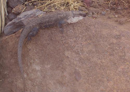 Large Giant Lizard, La Gomera