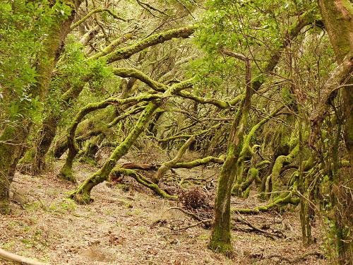 Laurel Forest in Park National Garajonay, La Gomera