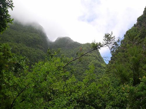 Bosque de los Tilos, La Palma