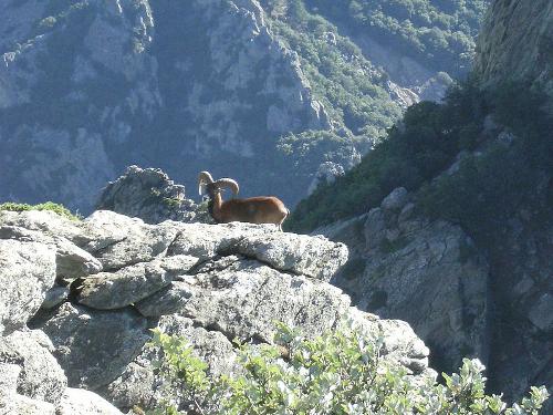 Mouflon Languedoc