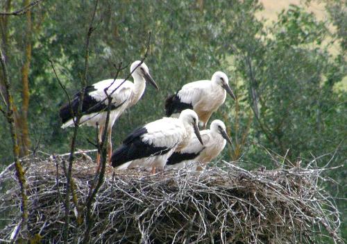 Stork family, Latvia