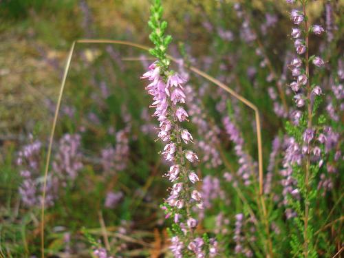 Heather, Latvia