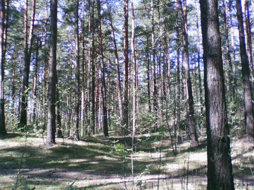 Pine forest, Latvia