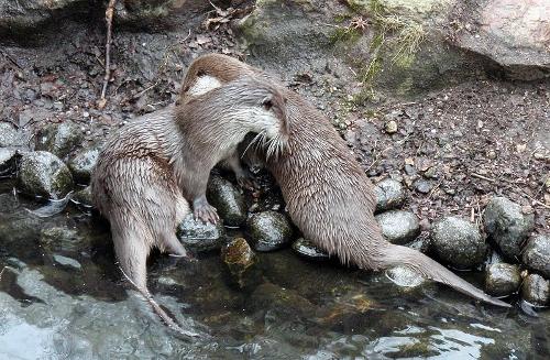 Eurasian Otters, Latvia