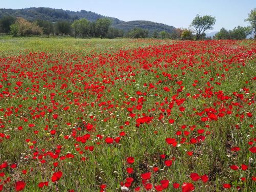 Poppy Fields in Lesbos