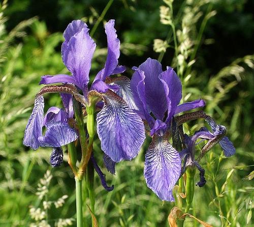Siberian Iris, Liechtenstein
