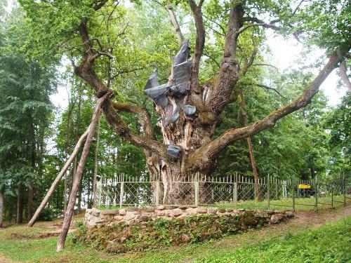 Stelmuže oak, Lithuania
