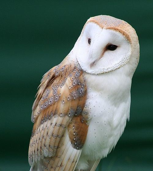 Barn Owl, Lithuania