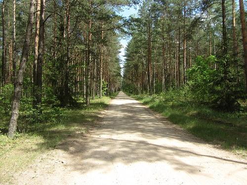 Pine woods, Lithuania