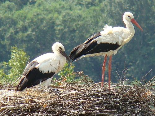 White Stork, Lithuania