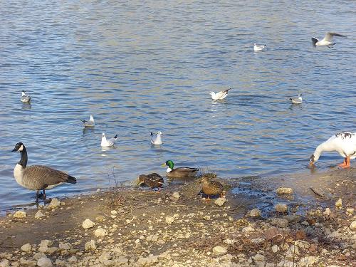 Birds at the Loire Valley
