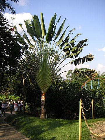 Traveller's tree Madagascar