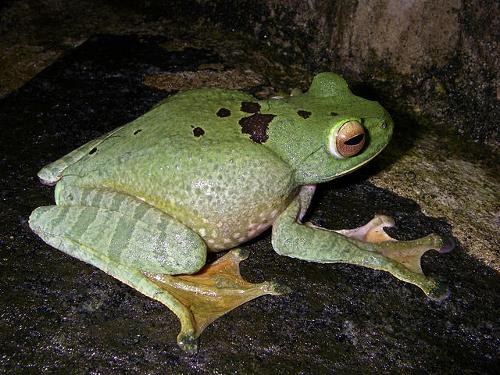 Boophis albilabris (Mantellidae), live only on Madagascar and/or Mayotte 