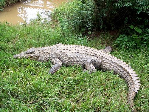 Nile crocodile, Madagascar