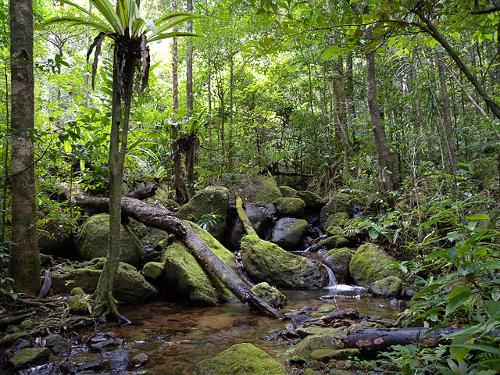 Lowland rainforest in Masoala National Park in Madagascar