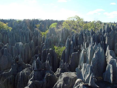 "Forests" of limestone needles, Madagascar