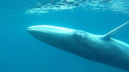 Omura whale, Madagascar