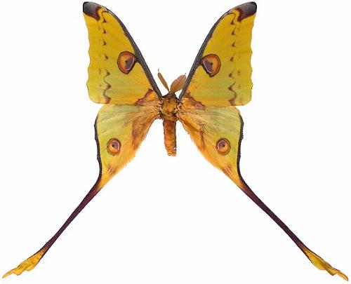 Comet moth or Madagascan moon moth is native to Madagascar