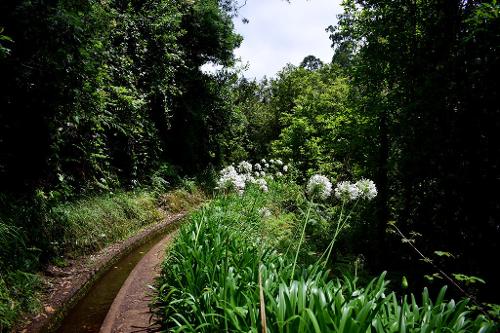 Levada Madeira