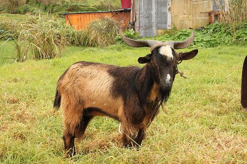 Goat Madeira