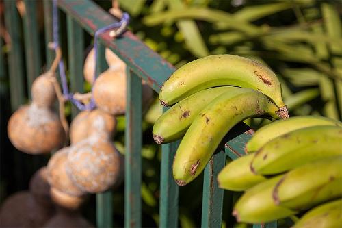 Bananas are Madeira's main agricultural product