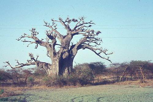 Baobab in Mali