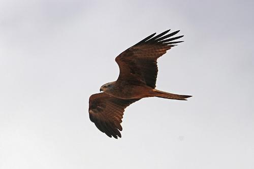 Black Kite, Mali