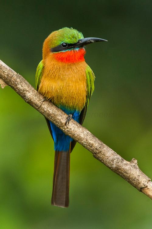Red-throated bee-eater, Mali