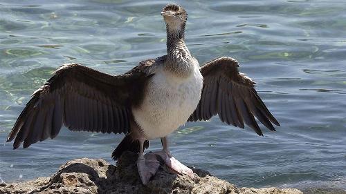 Cormorant on Mallorca