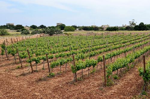 Vineyard Malta