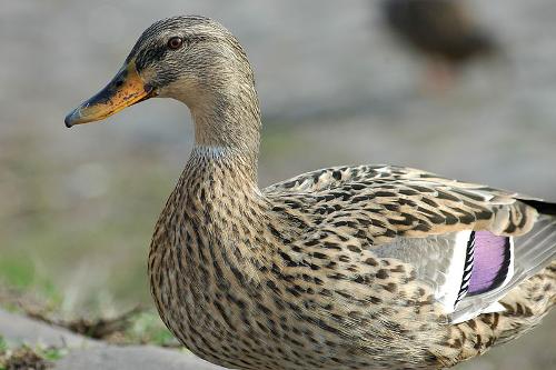 Wild duck, Menorca
